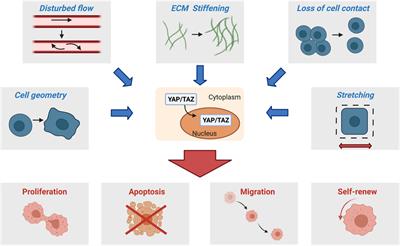 Frontiers Mechanoregulation Of YAP And TAZ In Cellular Homeostasis